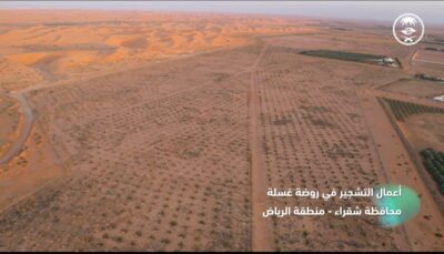 الغطاء النباتي يزرع 12 ألف شجرة سدر بلدي في روضة غسلة بمحافظة شقراء
