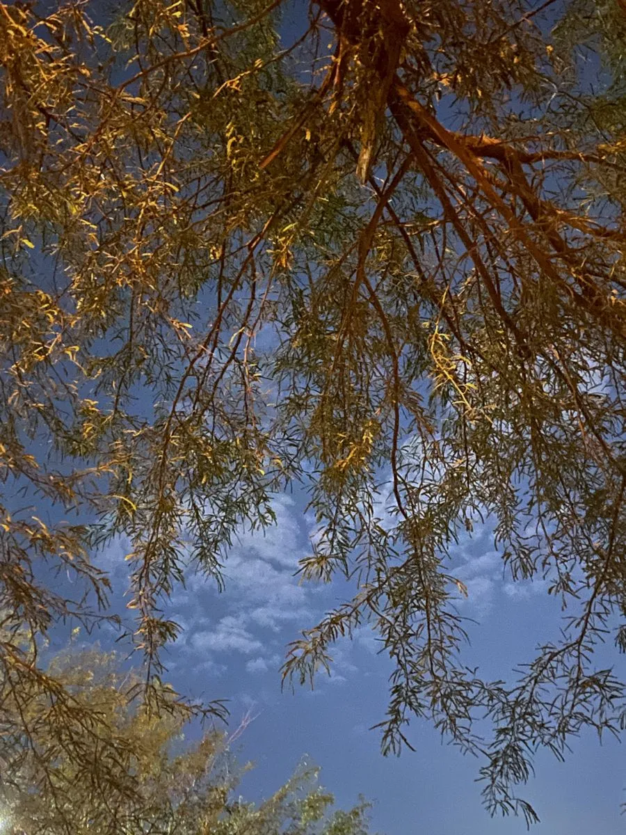 بريدة — SA news