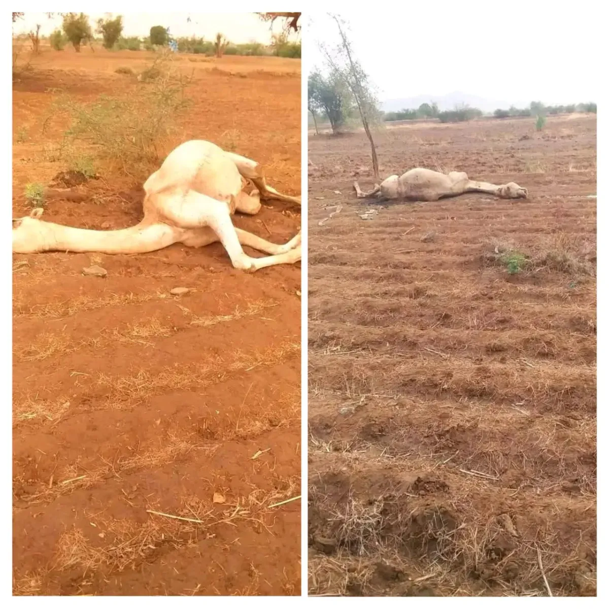 عاصفة رعدية — SA news