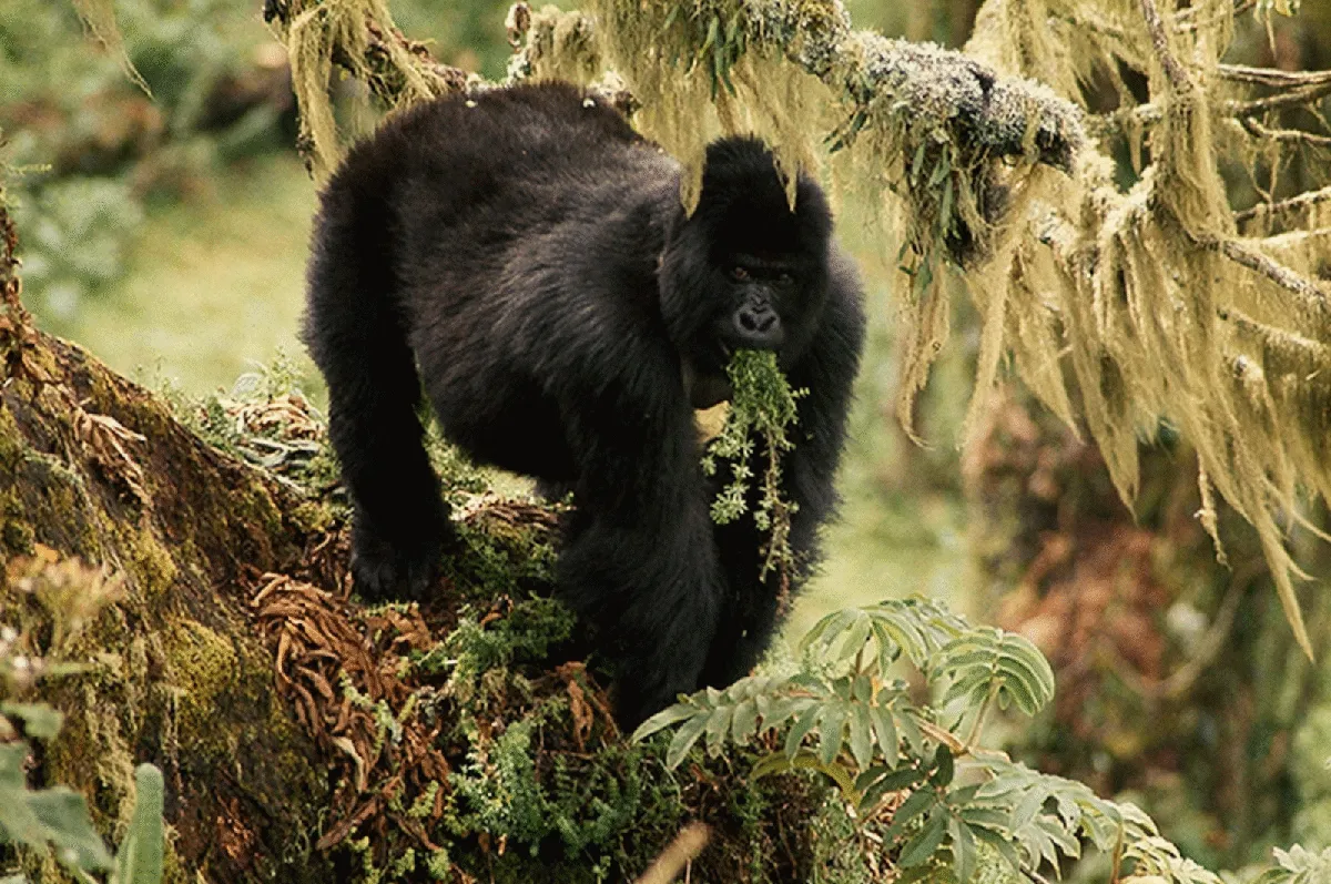 اوغندا — SA news